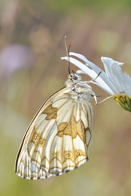 white butterfly