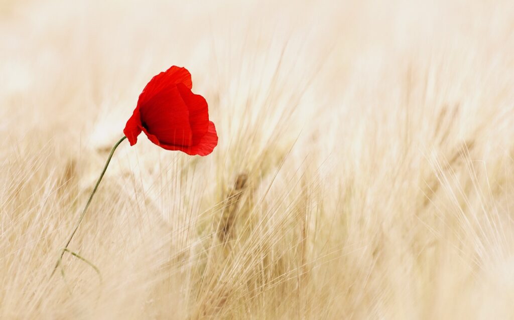 red poppy